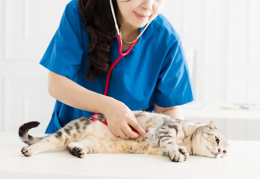 聴診器をあてられる猫