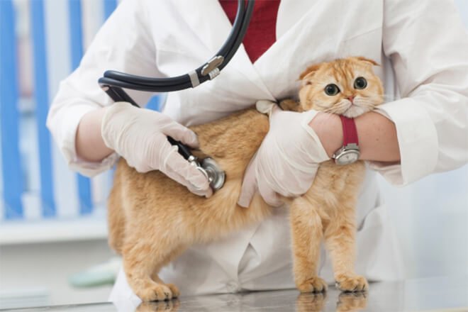 聴診器を当てられる猫
