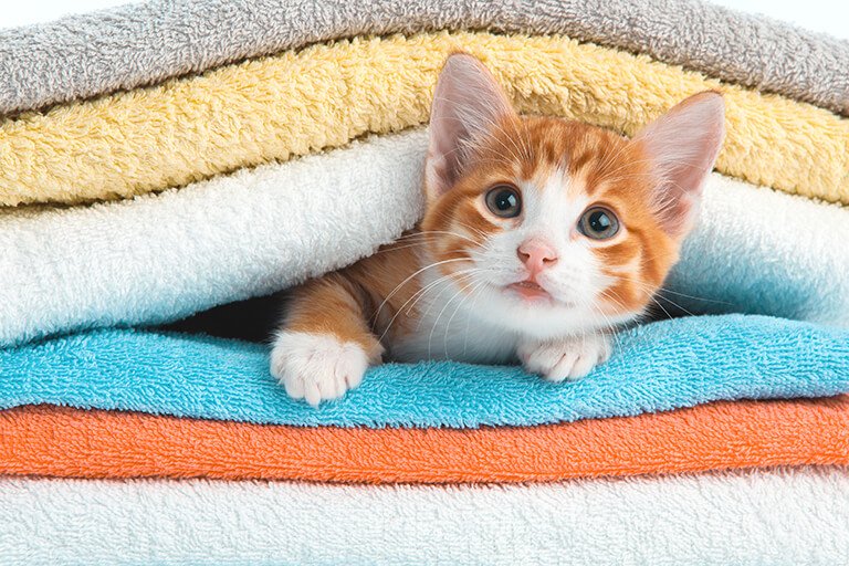 タオルの間から顔を出す猫