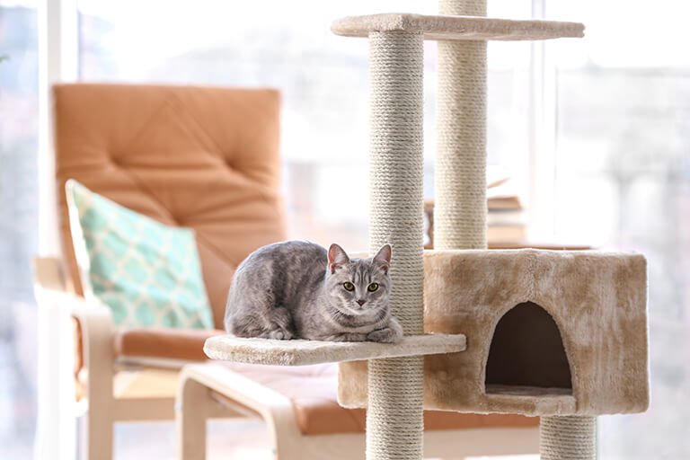 キャットタワーの上にいる猫