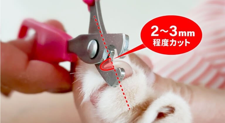 尖ったところを少しずつ切る　2～3mm程度カット