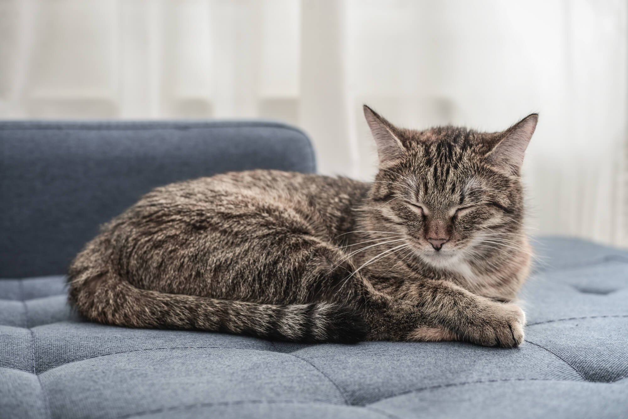 眠る猫