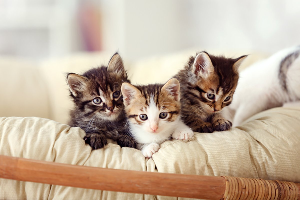 猫が吐く原因は?頻度や色などチェックしておきたい項目や緊急度を紹介