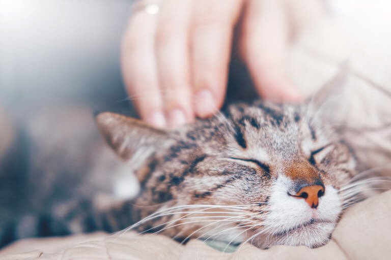 頭を撫でられて目を瞑る猫