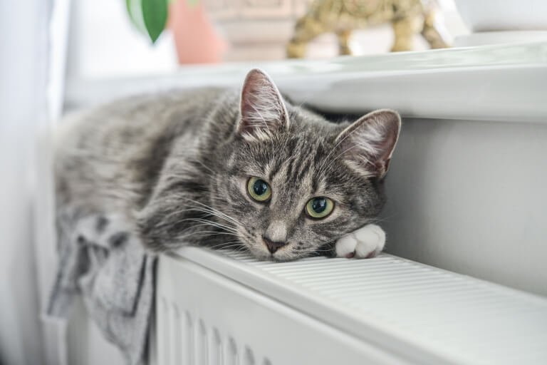 家具の上に伏せながらこちらを見つめる猫