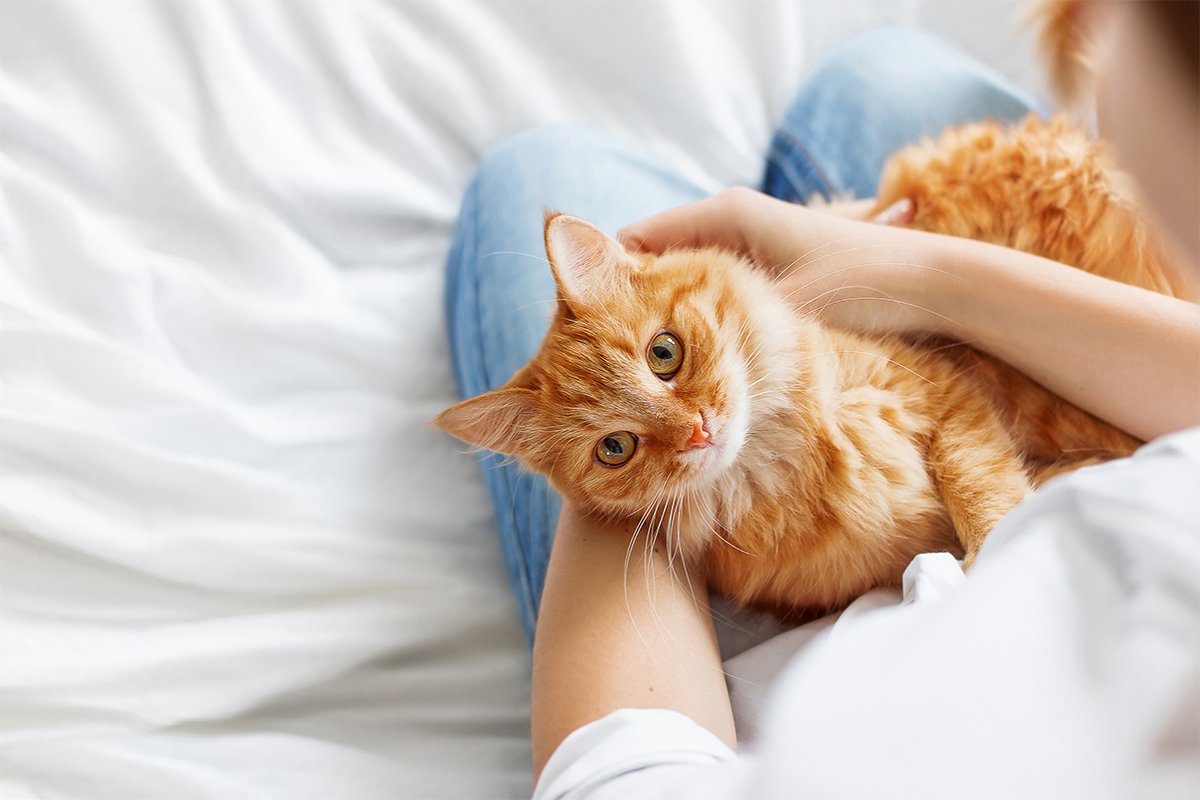 猫の年齢の早見表~人間の年齢での計算方法や平均寿命を解説~