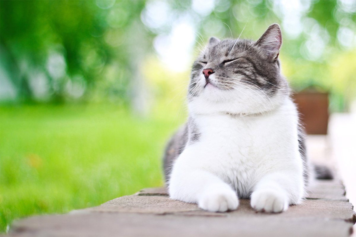 外で日向ぼっこしている猫