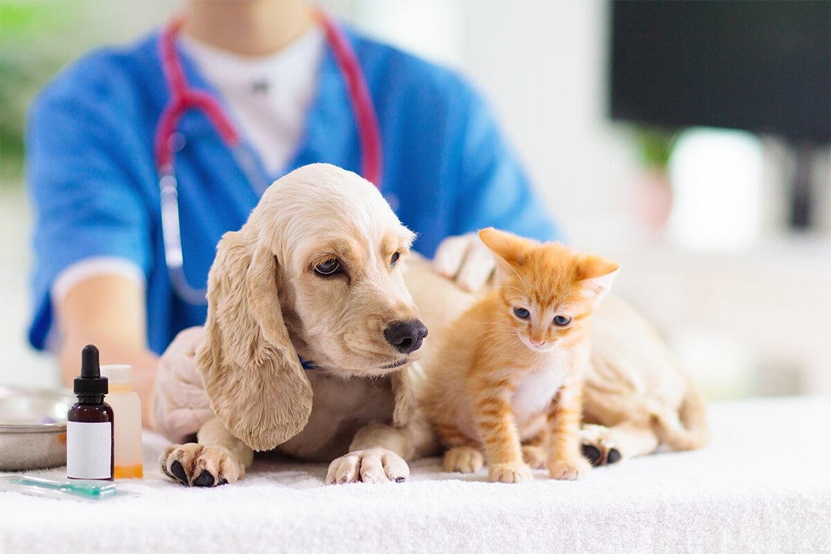 猫にワクチンは必要ない?ワクチンの費用や種類などを解説