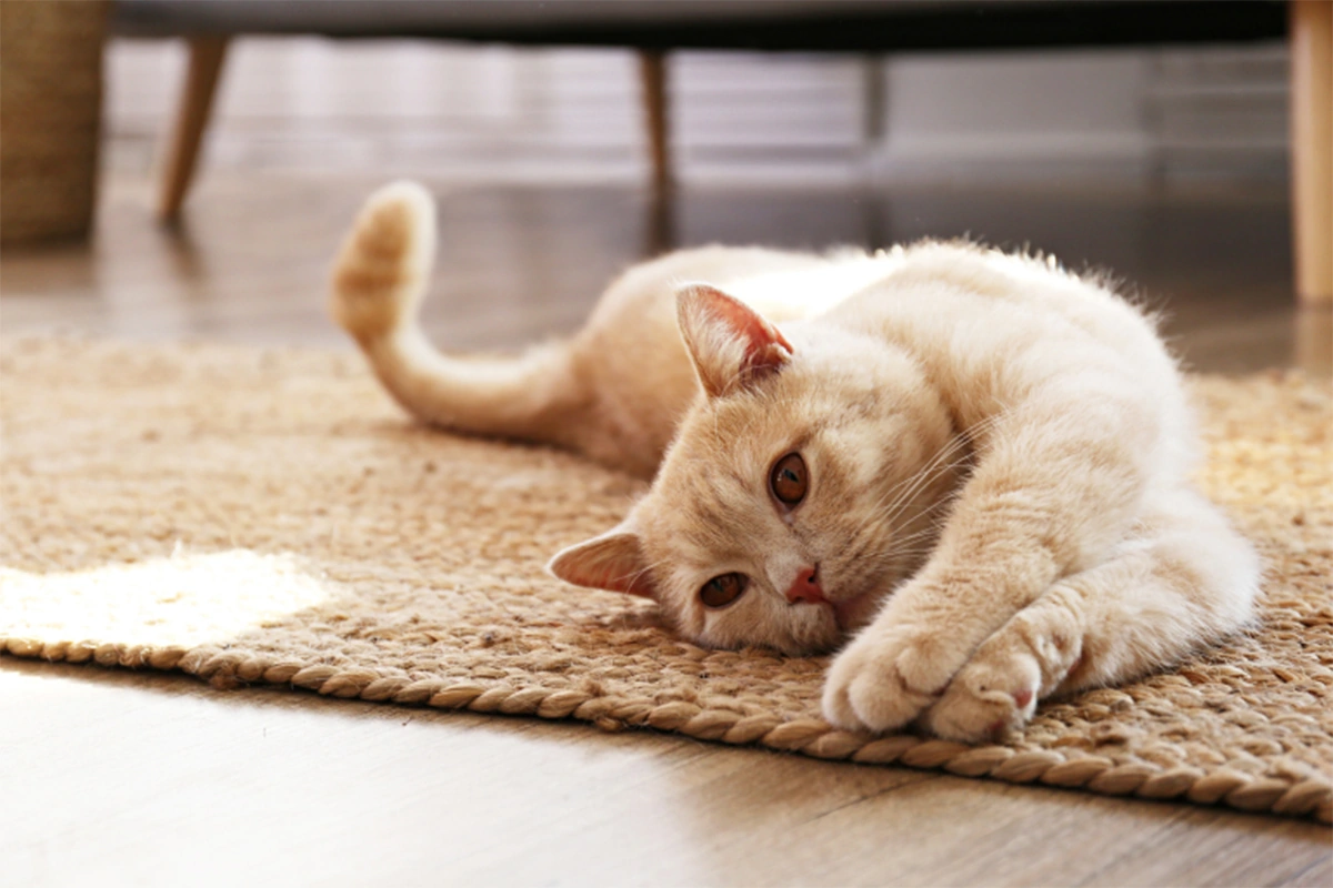 ～猫の下痢の原因～下痢のタイプごとに病院に連れて行く判断ポイントを解説
