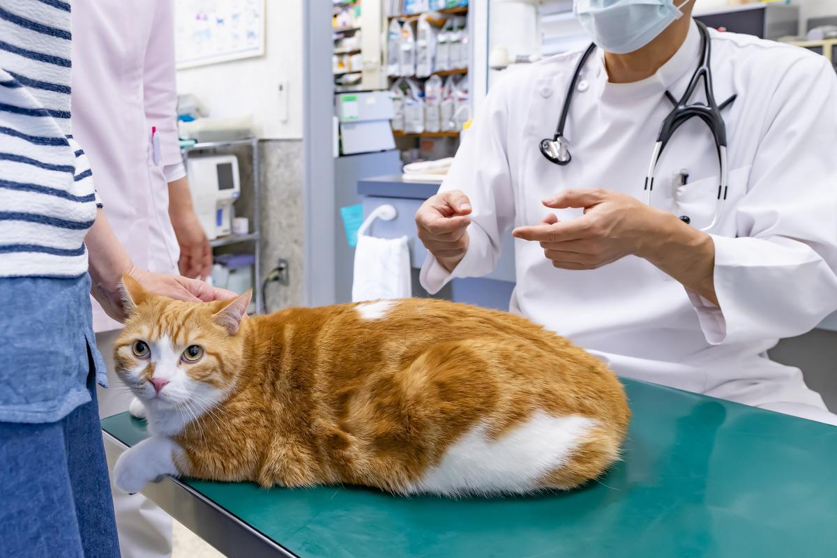 動物病院で診察を受ける猫