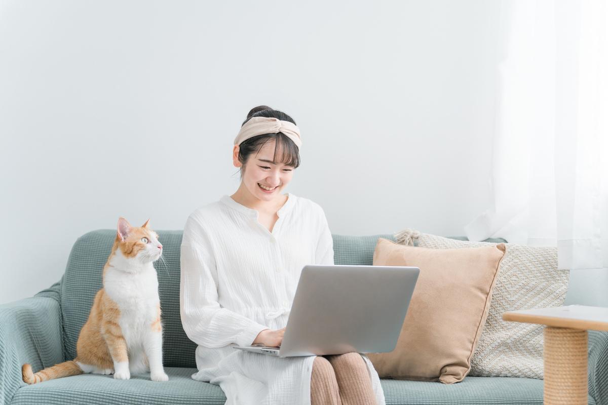 パソコンで愛猫のペット保険を調べる飼い主