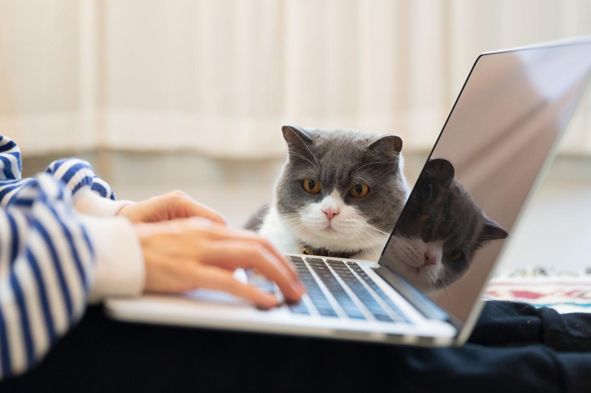 パソコンで愛猫のペット保険を調べる飼い主と猫