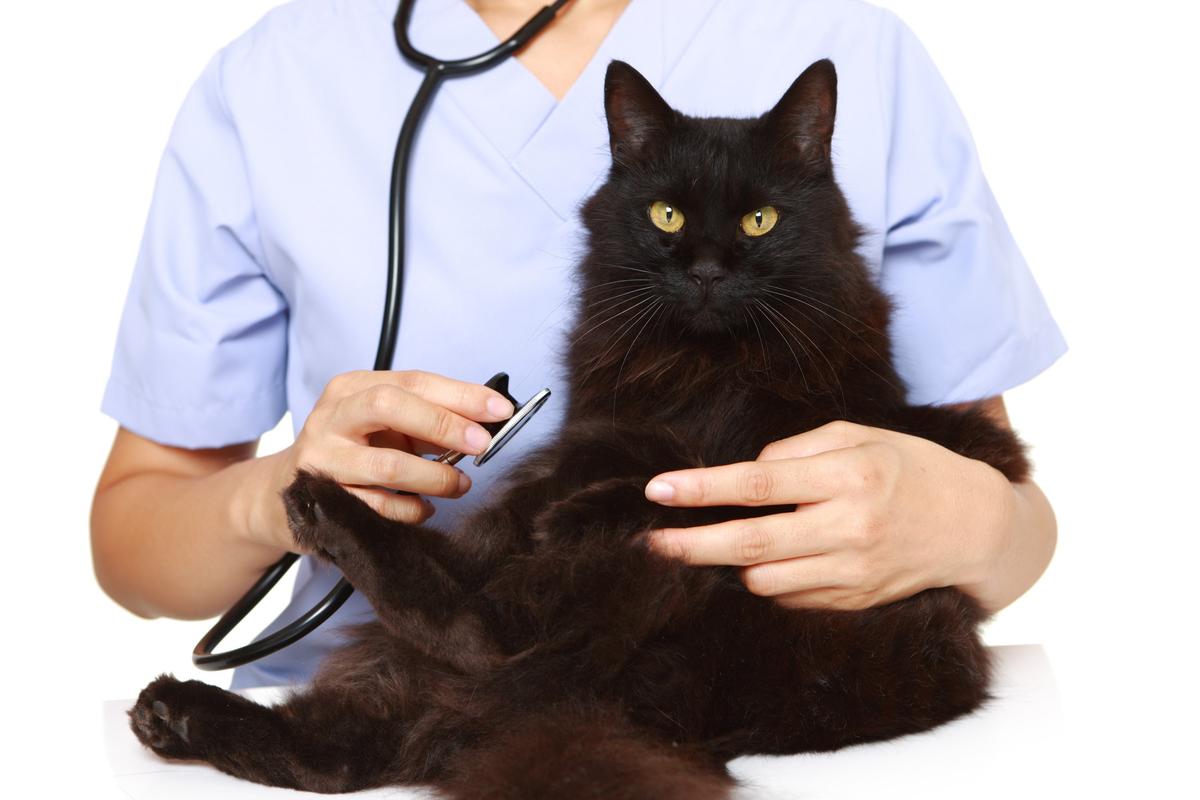 長毛の黒猫を抱く獣医師