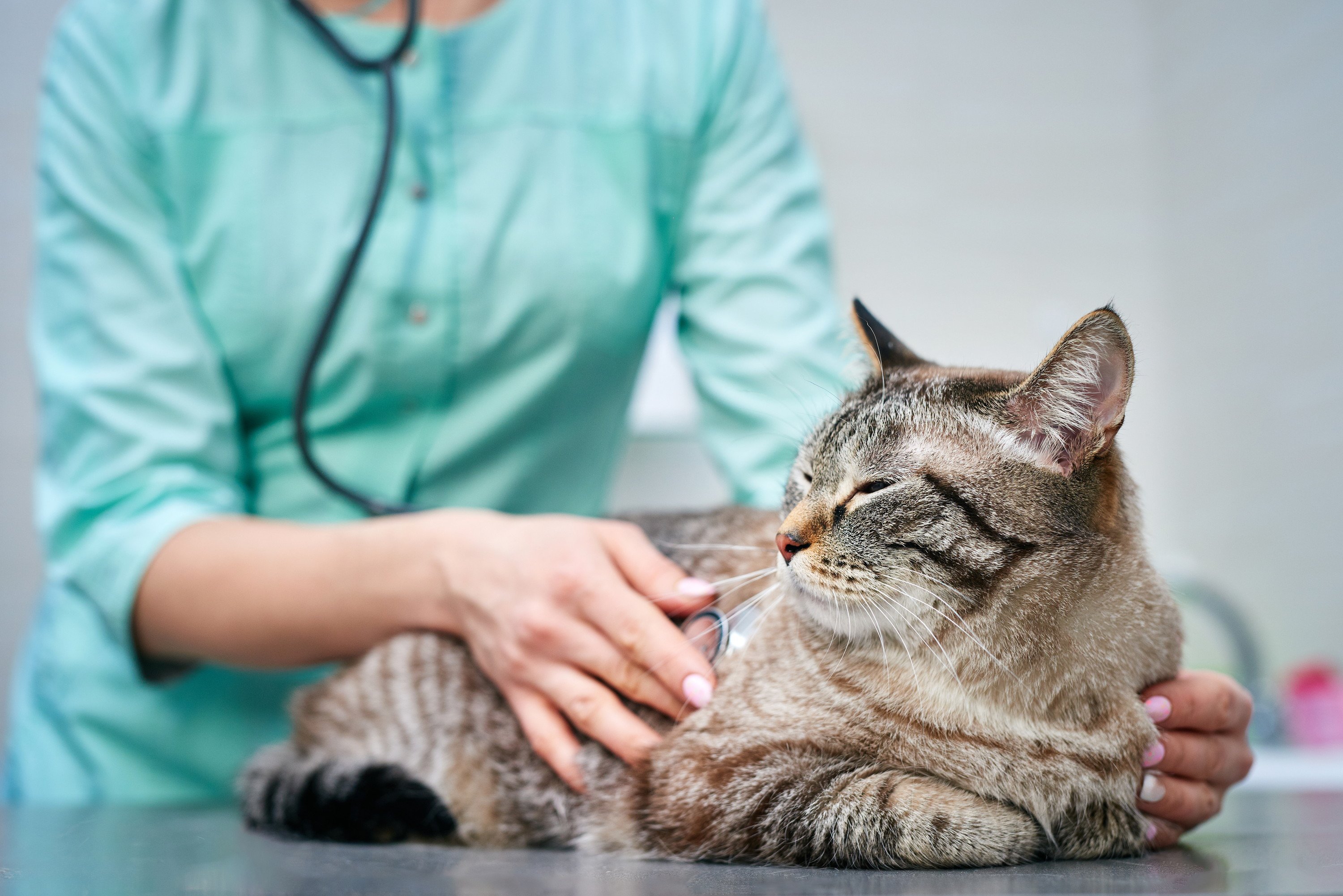 動物病院で診察を受ける猫