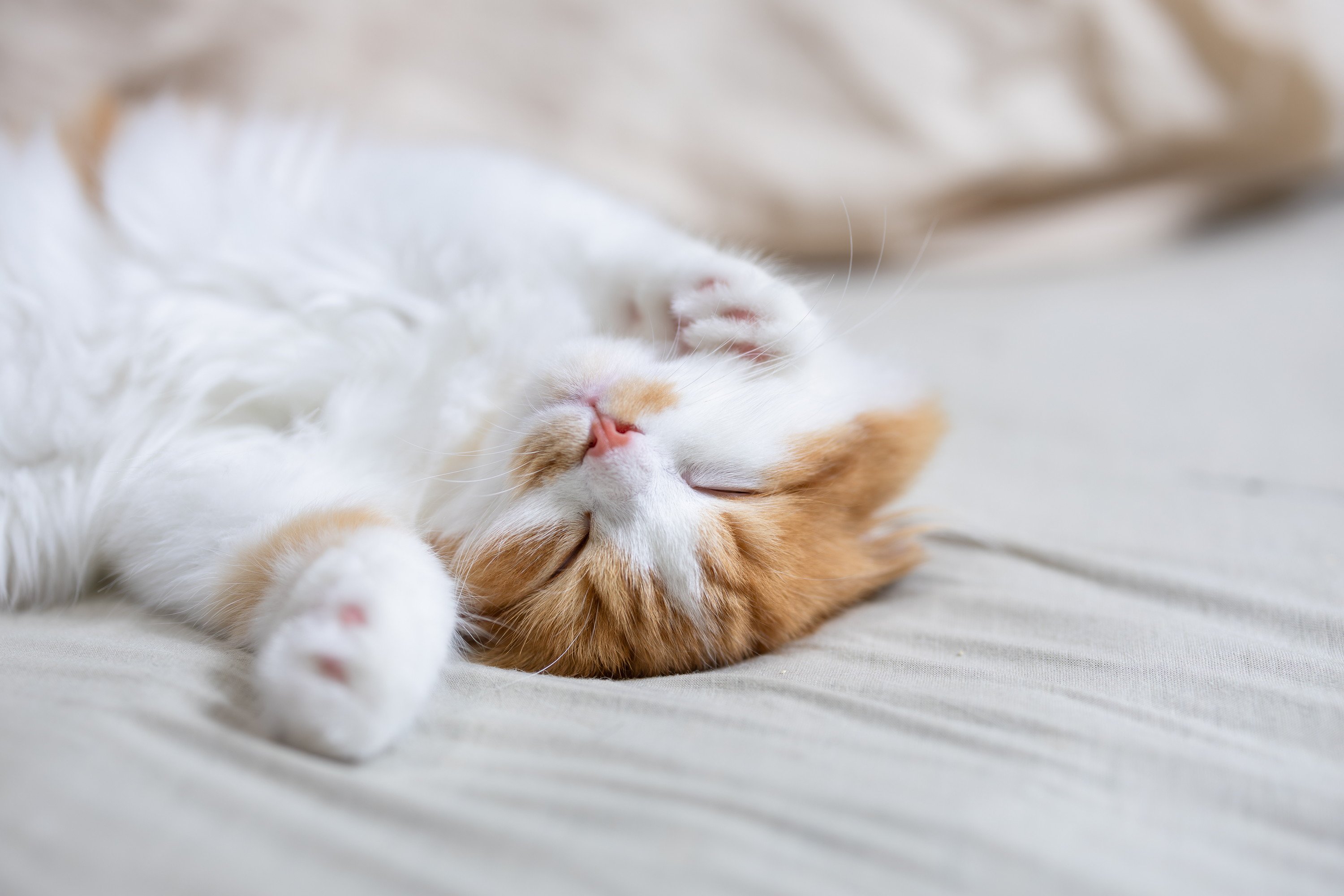 動物病院で診察を受ける猫