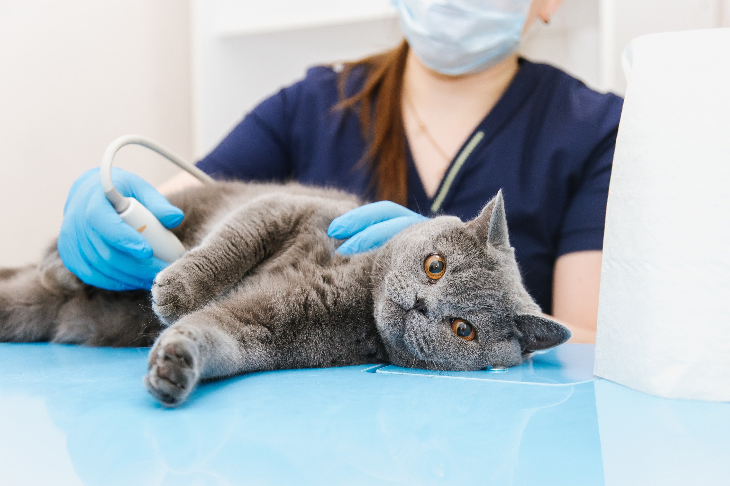 【獣医師監修】猫の避妊・去勢とは?手術のメリット・デメリット、適した時期や費用まで徹底解説