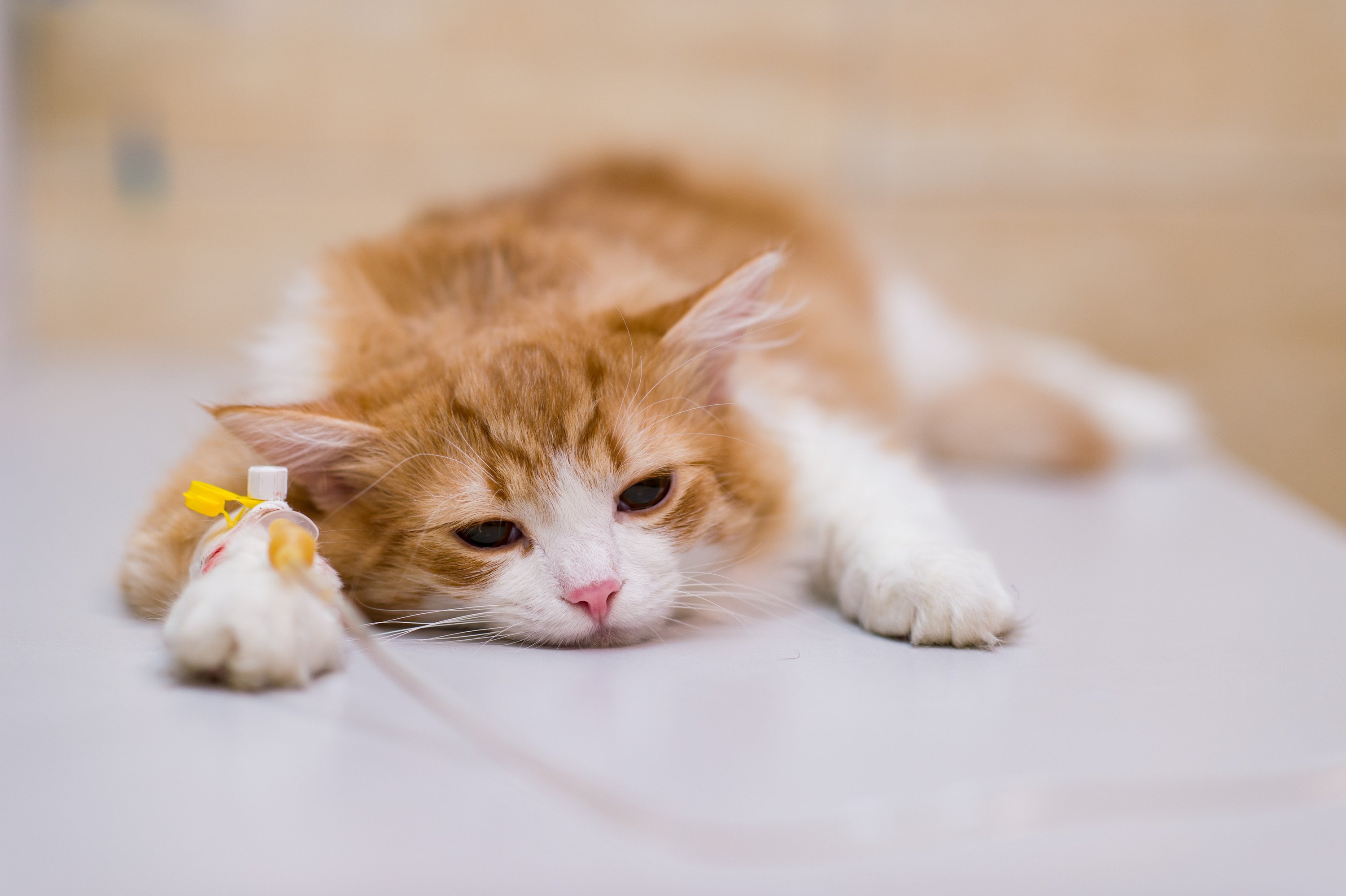 点滴をうける猫