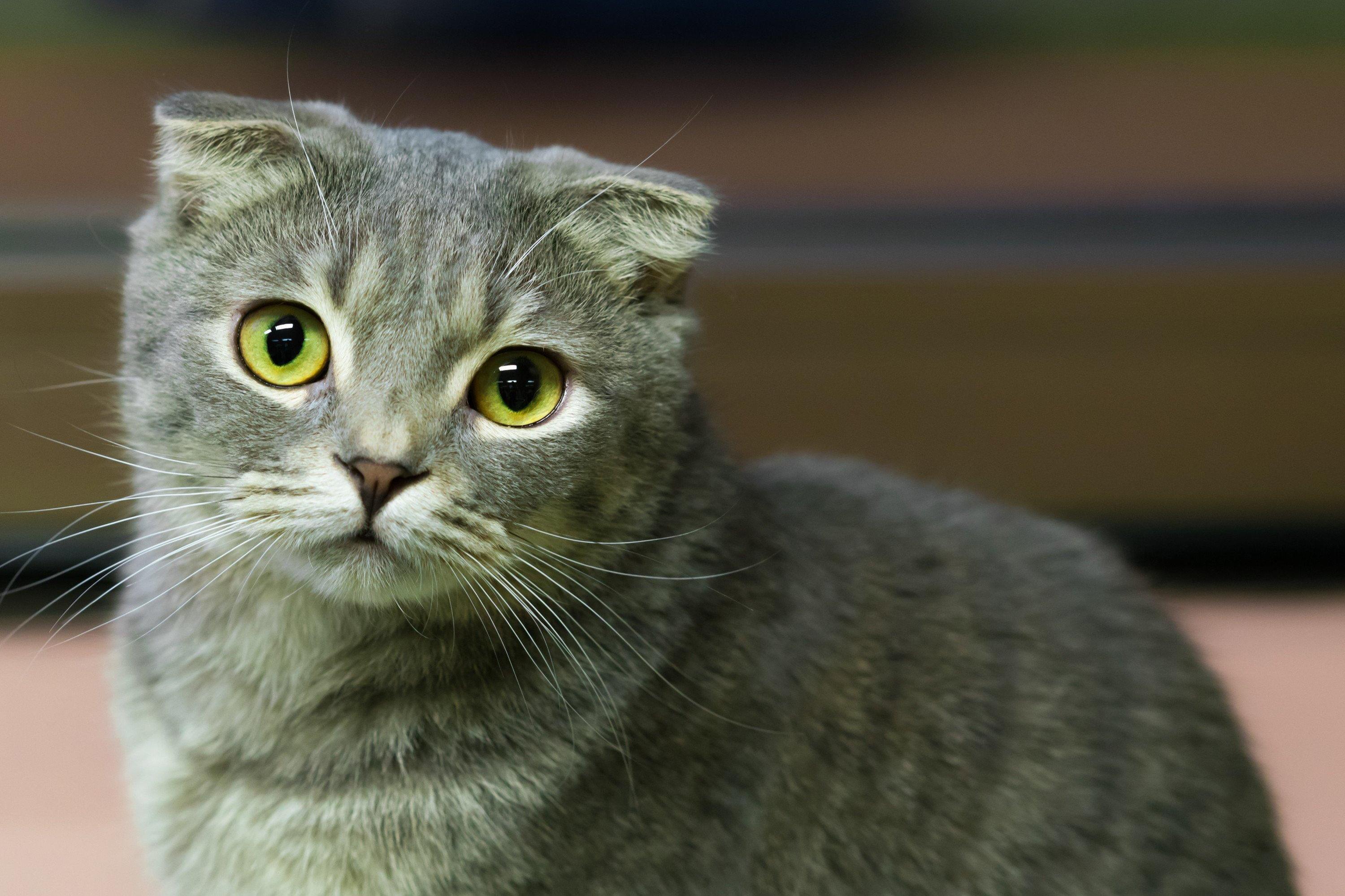 スコティッシュフォールドの飼い方完全ガイド｜性格から病気、寿命まで解説