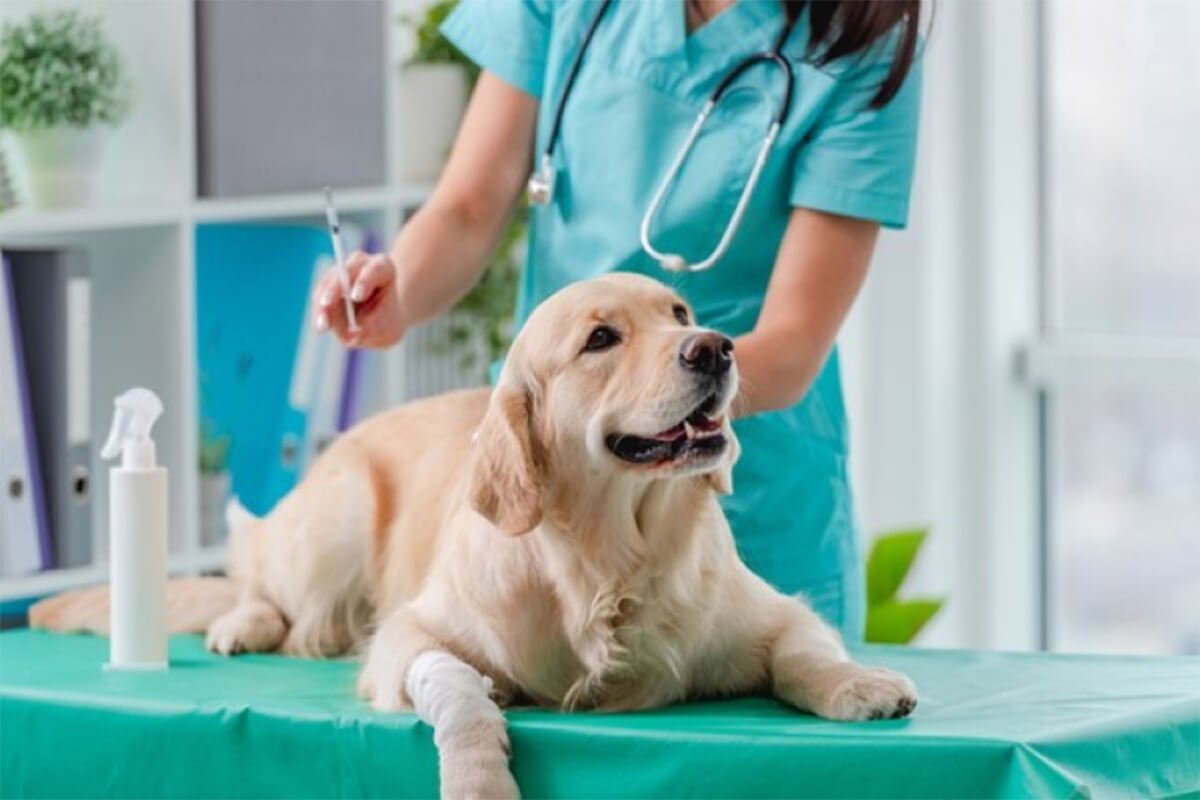 【獣医師監修】子犬のワクチンは何種類?散歩に出かけられるのはいつから?