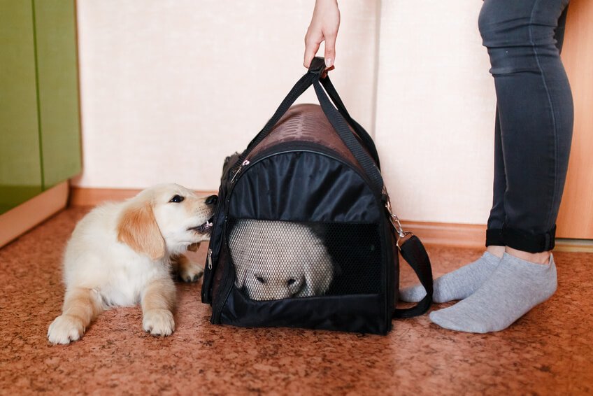 床に座る犬とキャリーバッグの中に入っている犬