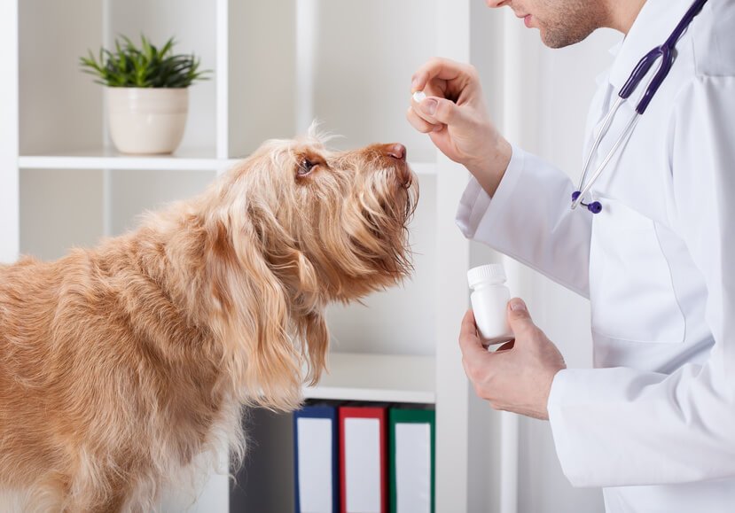 人が持つ薬を見る犬