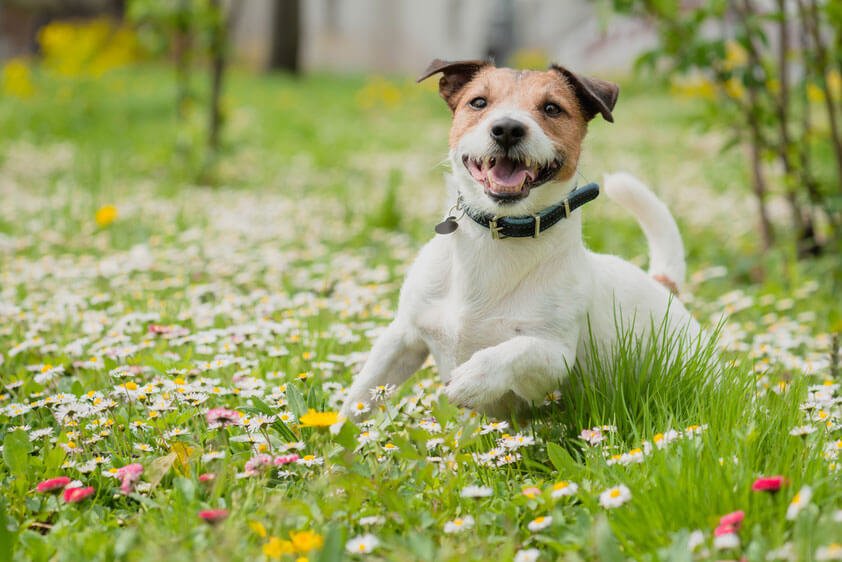 【獣医師監修】犬のノミ対処方法とは?防止・駆除方法やダニとの違いも解説