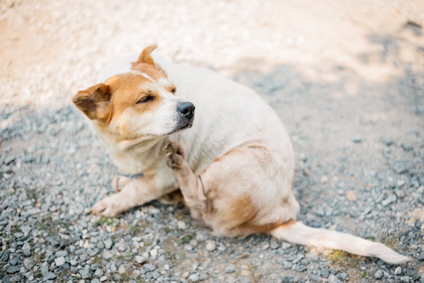 体をかく犬