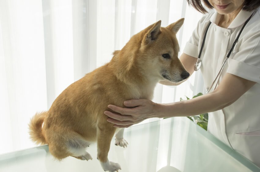 体をかく犬