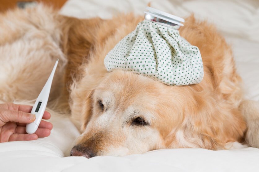 【獣医師監修】犬の熱中症の見分け方~もしもの際の応急処置や治療法、予防策を紹介~