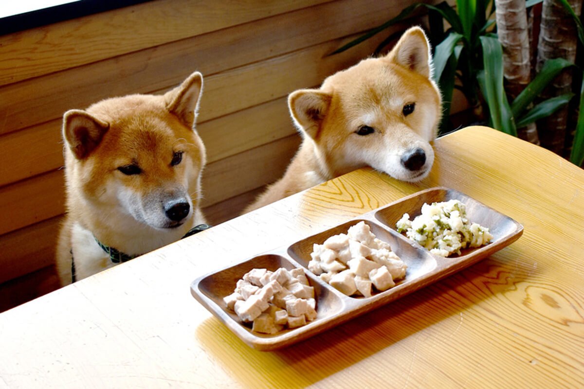 犬がご飯を食べない...~4つの理由と対策、病気かどうかのチェックポイント~