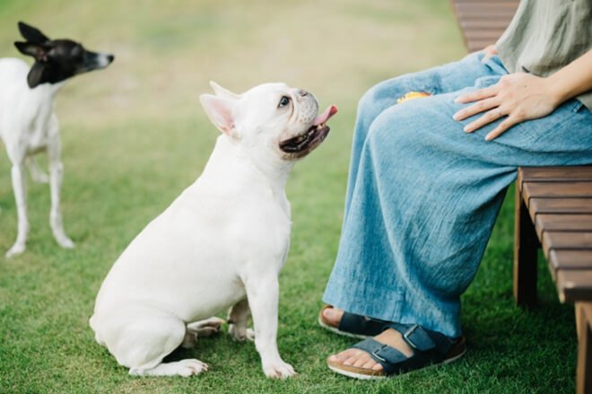犬のしつけ~おさえておきたい基本的な項目と、ポイント・注意点を伝授!~