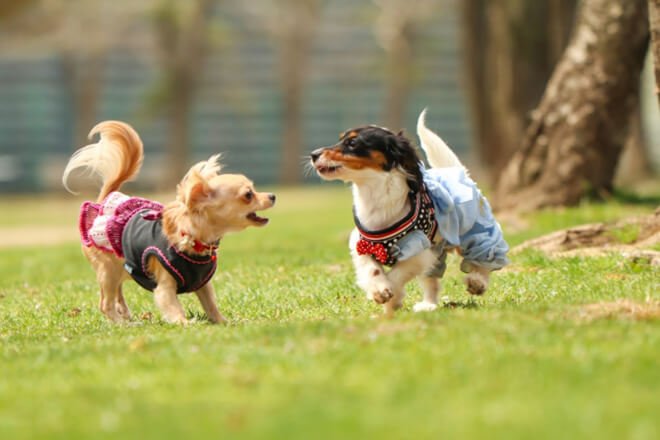 遊ぶ二匹の犬