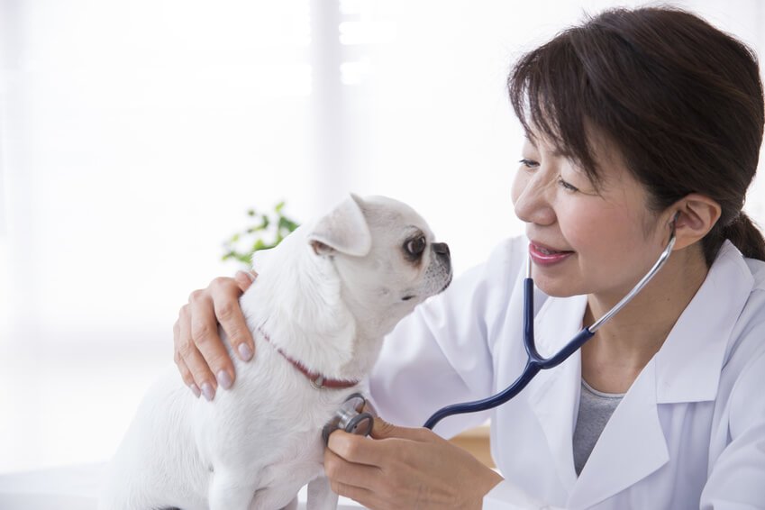 聴診器をあてられる犬