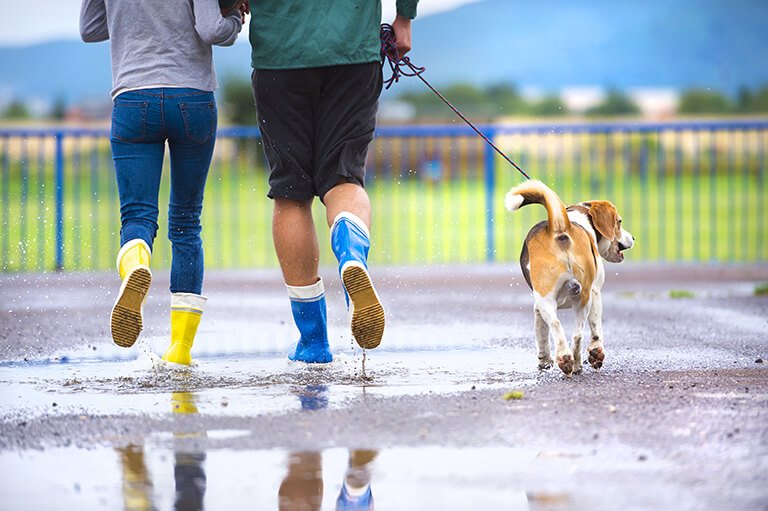 雨の日の犬のお散歩はするべき?するときの注意点やデメリットは?