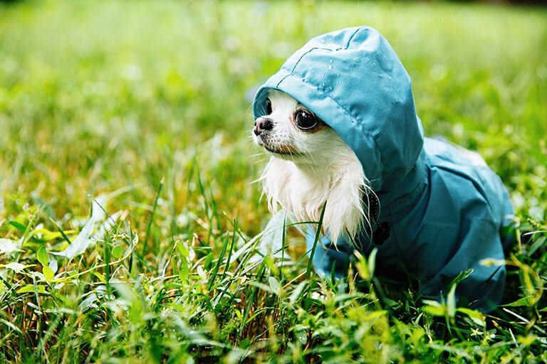 レインスーツを着た犬