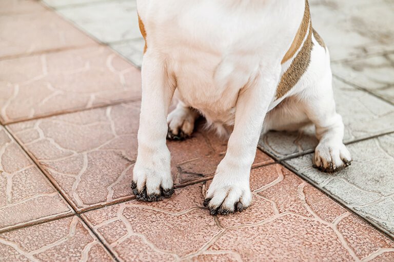 犬の足元