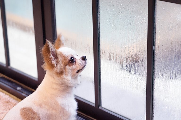 窓の外を見つめる犬