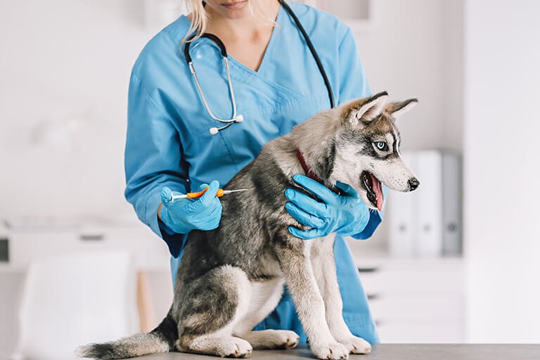 マイクロチップを埋め込まれる犬