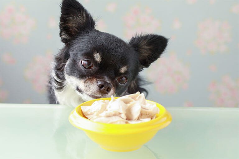 肉を前にする犬