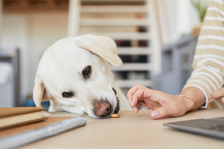 物を食べようとする犬に慌てる人