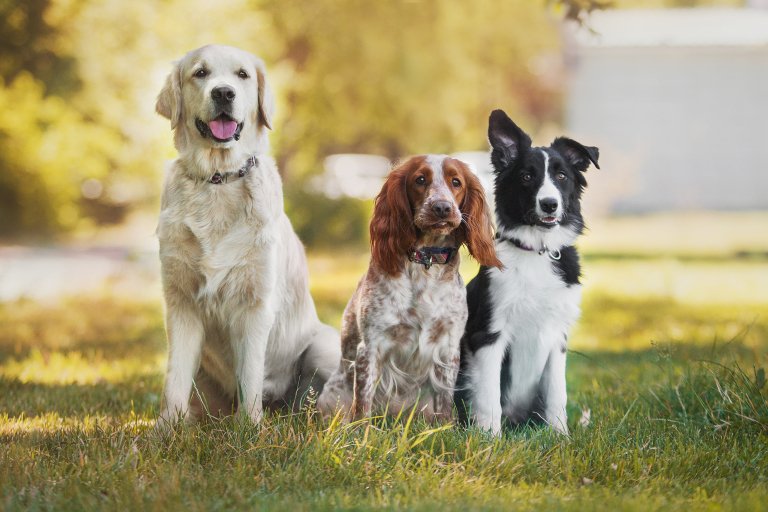 こちらを見ている3匹の犬
