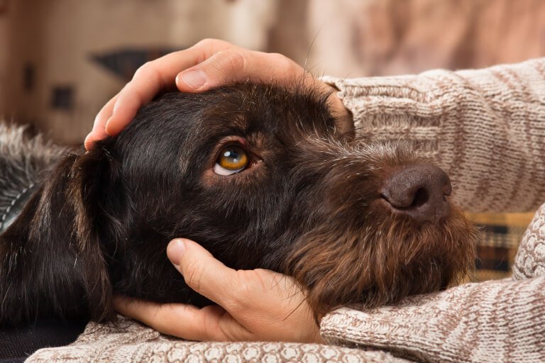 犬もアレルギーを発症する?原因や症状、治療方法などを解説
