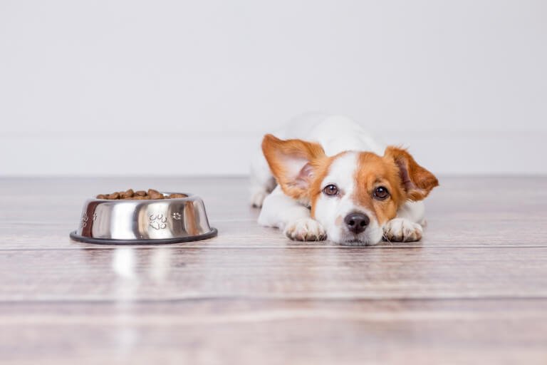 餌の入った器の横で伏せをしてこちらを見る犬