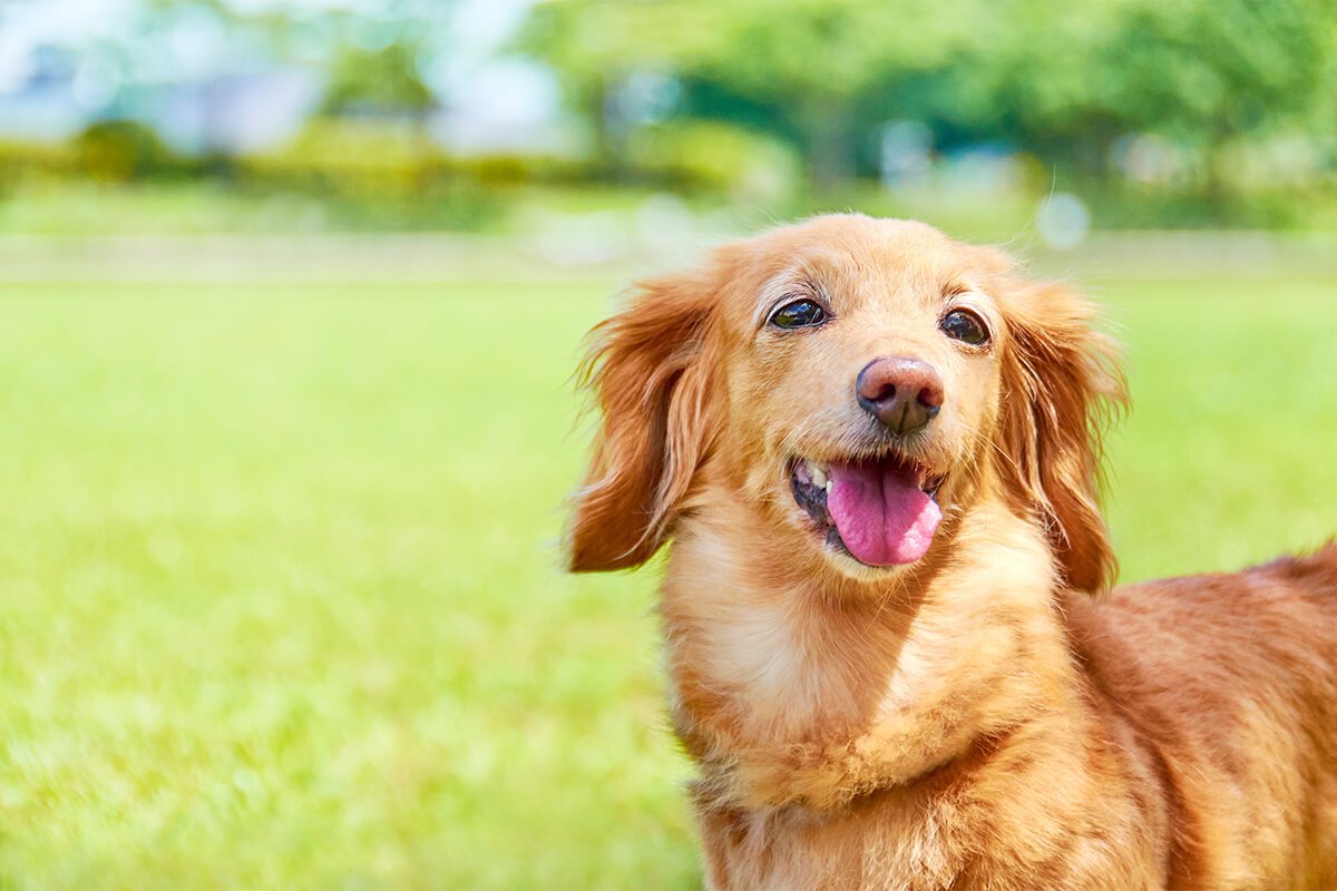 犬の年齢の早見表~人間の年齢での計算方法や平均寿命を紹介~