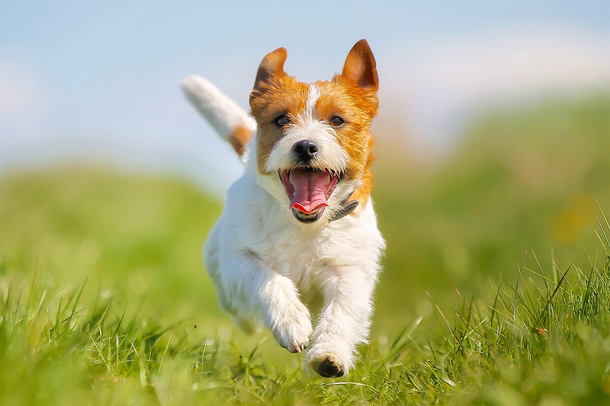 走って向かってくる犬