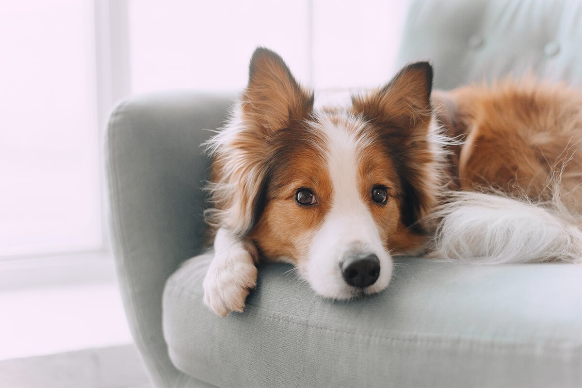 椅子の上に伏せてこちらを見る犬