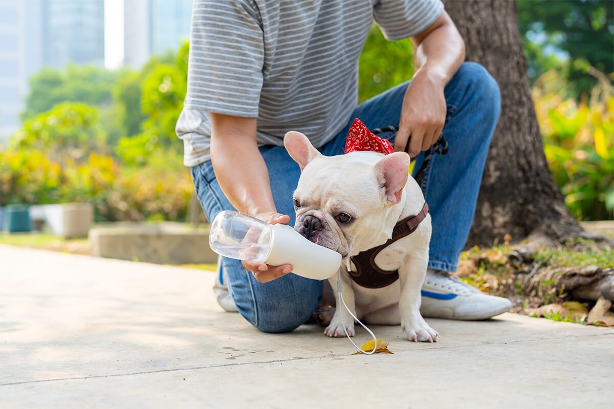 散歩中に飼い主に差し出された水を飲む犬