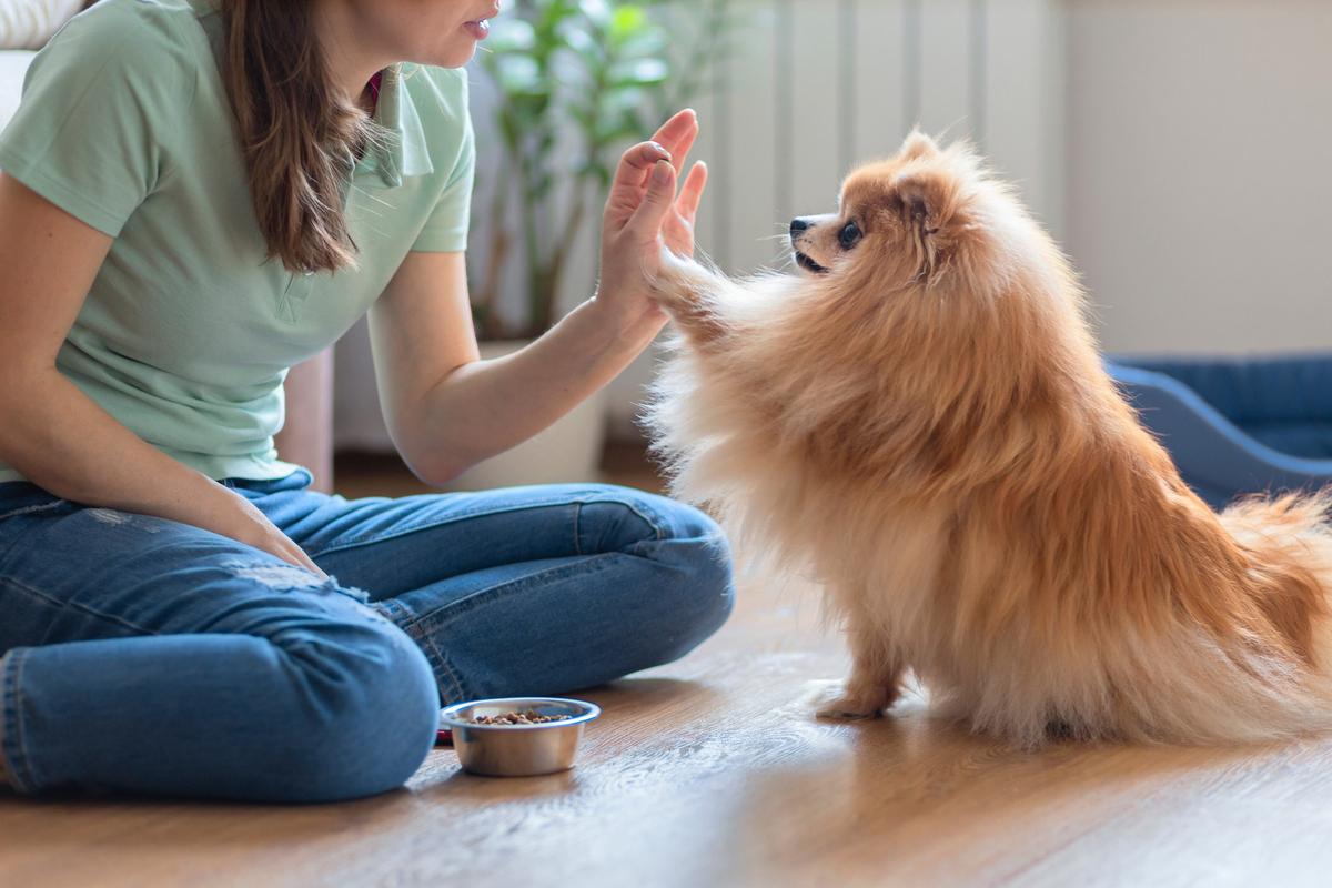 飼い主の手にタッチをするポメラニアン