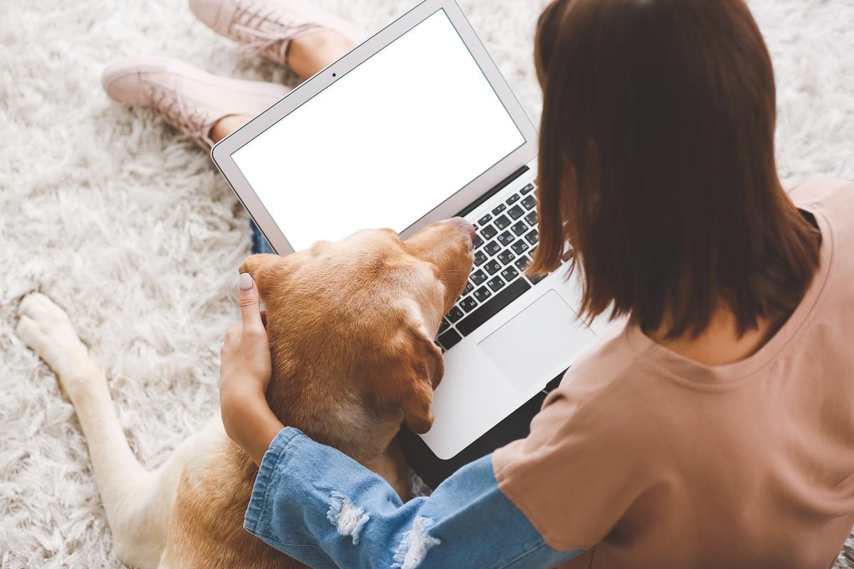 パソコンで愛犬のペット保険を調べる女性