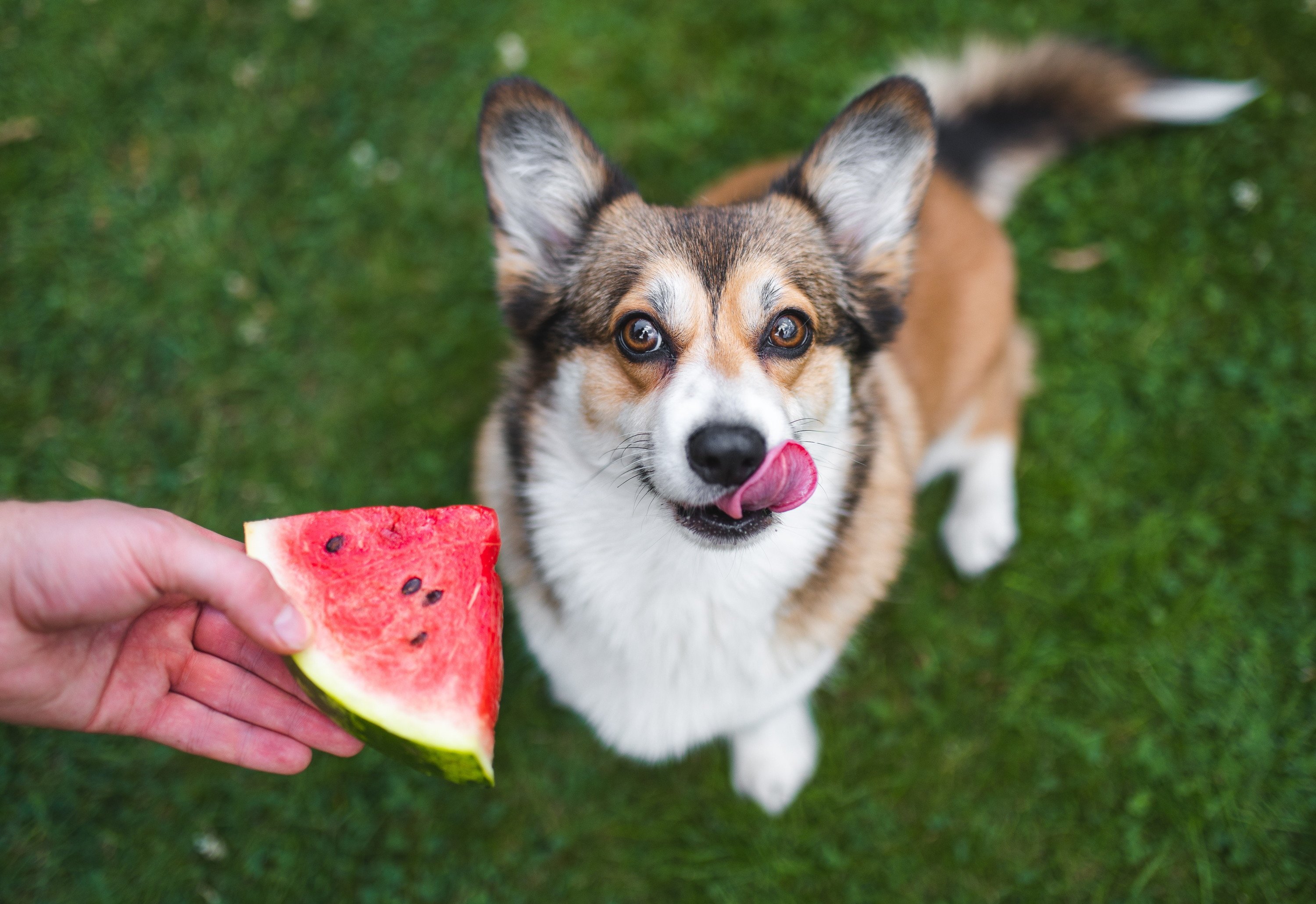 犬にスイカを与える場合の量の目安